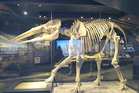 Musée d'archéologie et de paléontologie d'Alcala de Henares